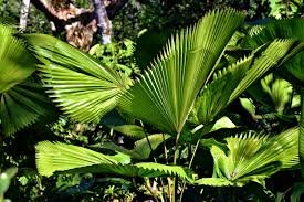Plante éventail